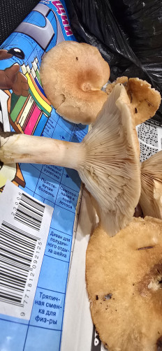 Гриб из Архангельская обл