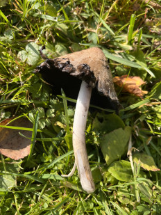 Навозник серый