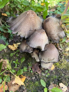 Навозник серый