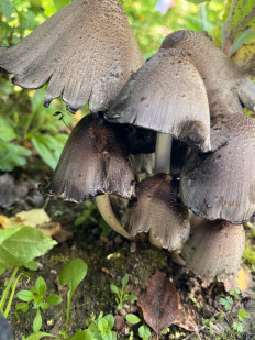 Навозник серый