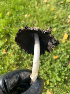 Навозник серый