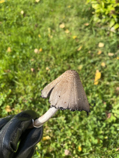 Навозник серый