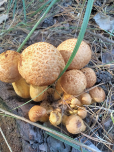 Гриб из Киев