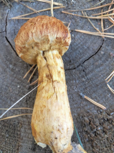 Гриб из Киев