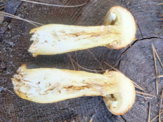 Гриб из Киев