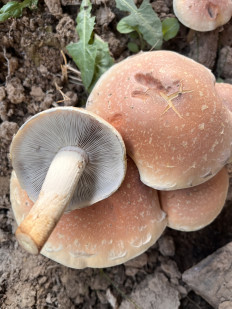 Опёнок кирпично-красный