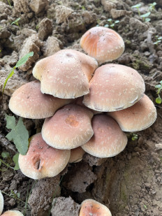 Опёнок кирпично-красный