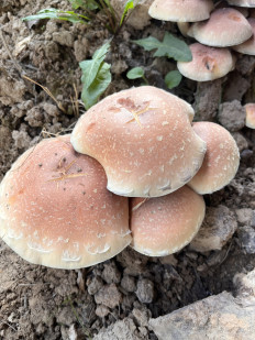 Опёнок кирпично-красный