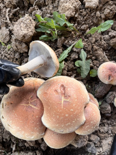 Опёнок кирпично-красный