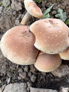 Опёнок кирпично-красный