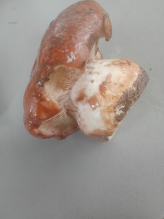 Гриб из Кострома