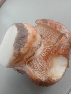 Гриб из Кострома