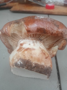 Гриб из Кострома