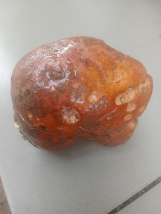 Гриб из Кострома