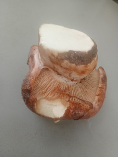 Гриб из Кострома