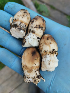 Гриб из Красноярск