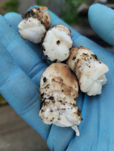 Гриб из Красноярск