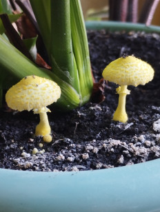 Гриб из С.Кочки