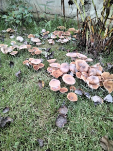 Гриб из Мытищи