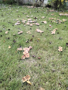 Гриб из Мытищи