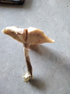 Гриб из Мытищи