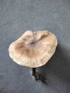 Гриб из Мытищи