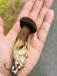 Гриб из Schwarzenbach an der Saale