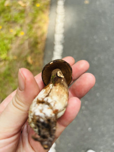 Гриб из Schwarzenbach an der Saale