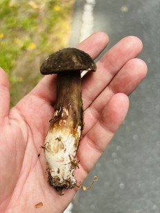 Гриб из Schwarzenbach an der Saale