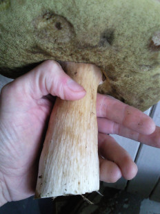 Гриб из Подмосковье