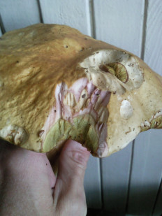 Гриб из Подмосковье