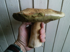 Гриб из Подмосковье