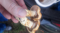 Гриб из Липецк