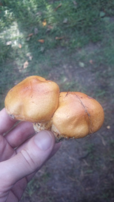 Гриб из Липецк