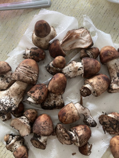 Гриб из Кисловодск