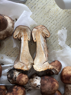 Гриб из Кисловодск