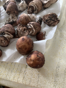 Гриб из Кисловодск