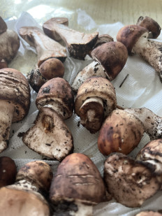 Гриб из Кисловодск