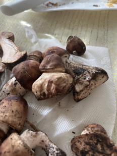 Гриб из Кисловодск