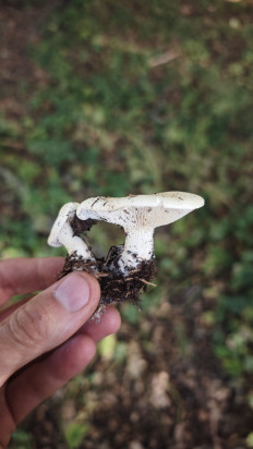 Гриб из Волгоград