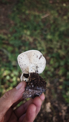 Гриб из Волгоград