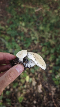 Гриб из Волгоград