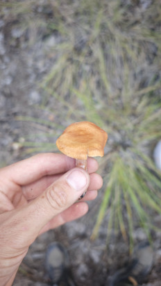 Гриб из Волгоград