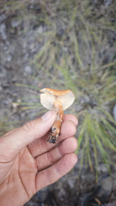 Гриб из Волгоград