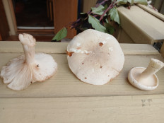 Гриб из Купавна