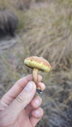 Гриб из Волгоград