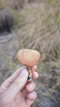 Гриб из Волгоград