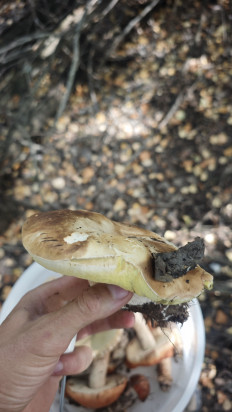 Гриб из Волгоград