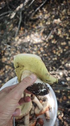 Гриб из Волгоград