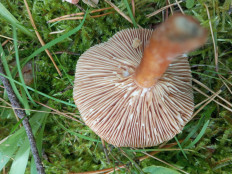 Гриб из Москва